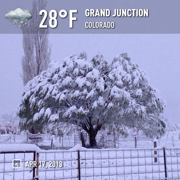 I'm done with snow in spring. #weather  #snow #instaweatherpro  #sky #grandjunction #spring #morning
