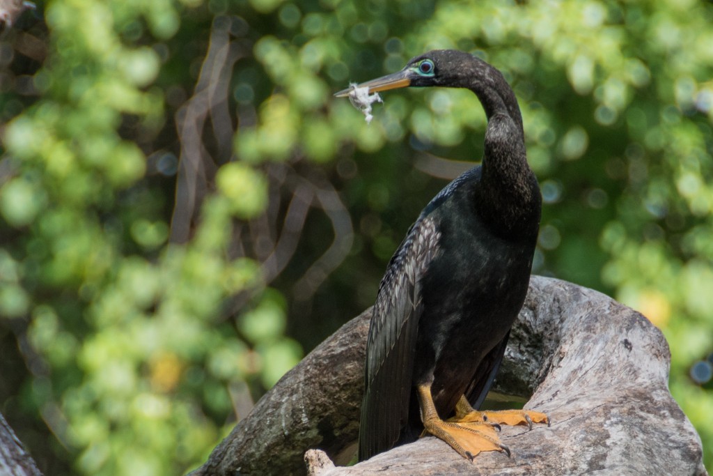 Mead Botanical Gardens Home of the Drivel Slingshot